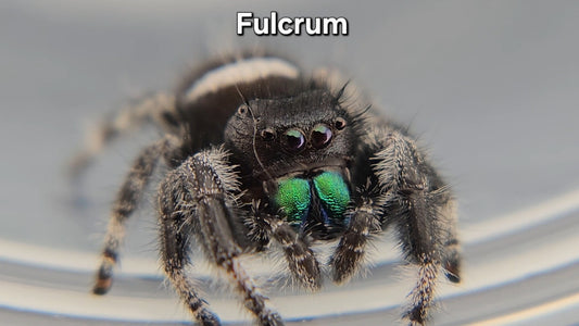 Fulcrum - Male Regal