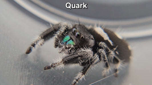 Quark - Male Regal
