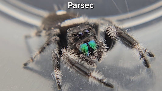Parsec - Male Regal
