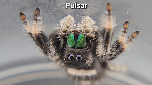 Pulsar - Male Regal