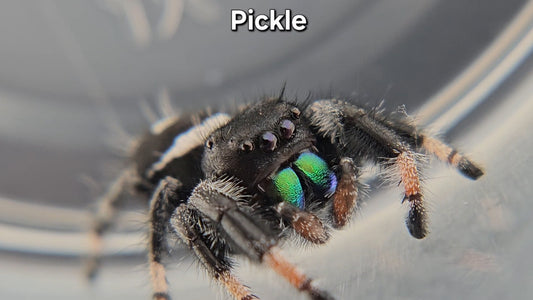 Pickle - Male Regal