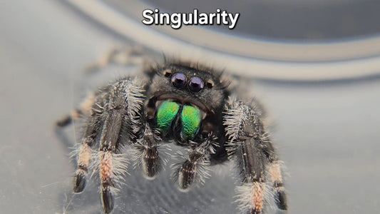 Singularity - Male Regal