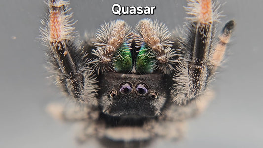 Quasar - Male Regal