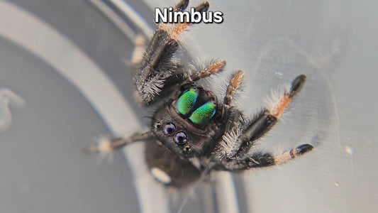 Nimbus - Male Regal