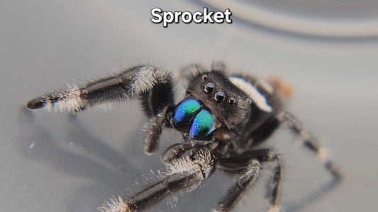 Sprocket - Male Regal