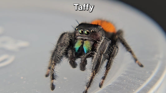 Taffy - Mature Male Phidippus texanus
