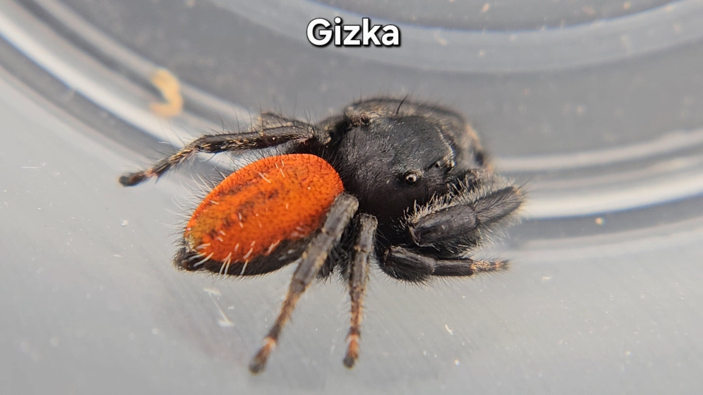 Gizka - Male Phidippus texanus