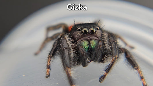 Gizka - Male Phidippus texanus