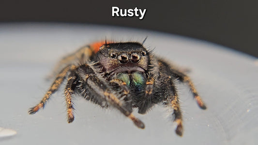 Rusty - Adult Male Phidippus texanus