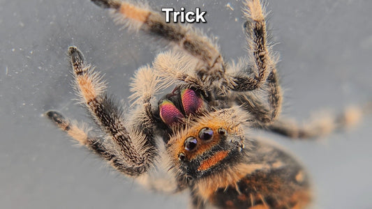 Trick - Female Regal