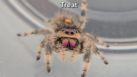 Treat - Female Regal