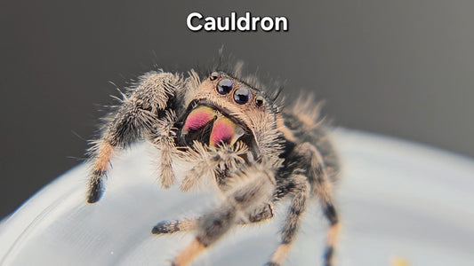 Cauldron - Female Regal