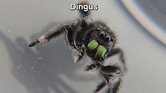 Dingus - Male Regal