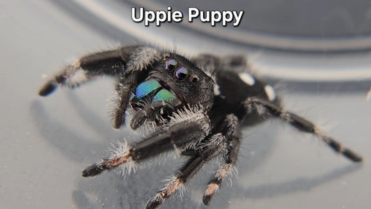 Uppie Puppy - Male Regal