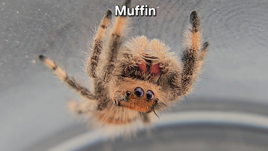 Muffin - female Regal