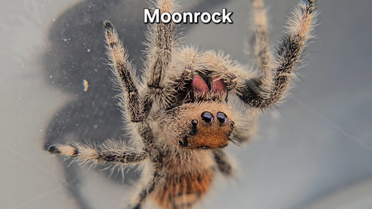 Moonrock - Female Regal