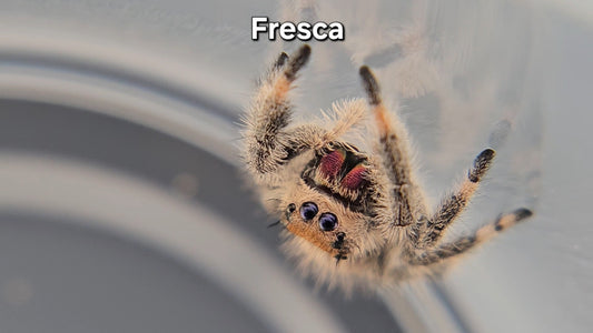 Fresca - Female Regal