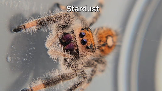 Stardust - Female Regal