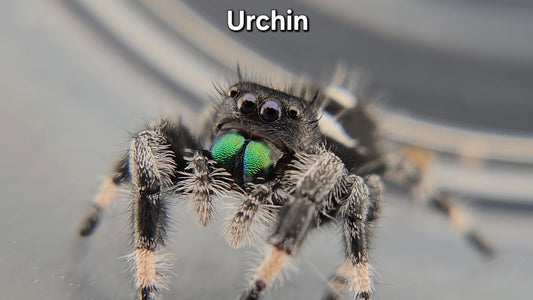 Urchin - Male Regal