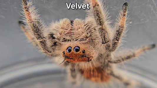 Velvet - Female Regal