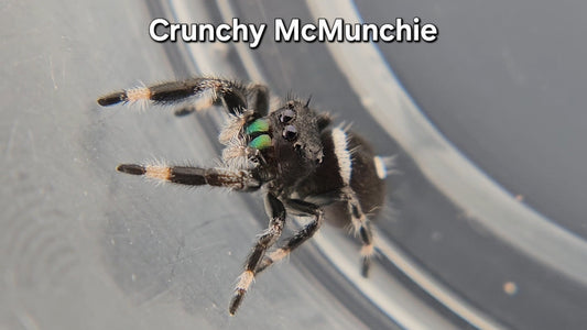 Crunchy McMunchie - Male Regal