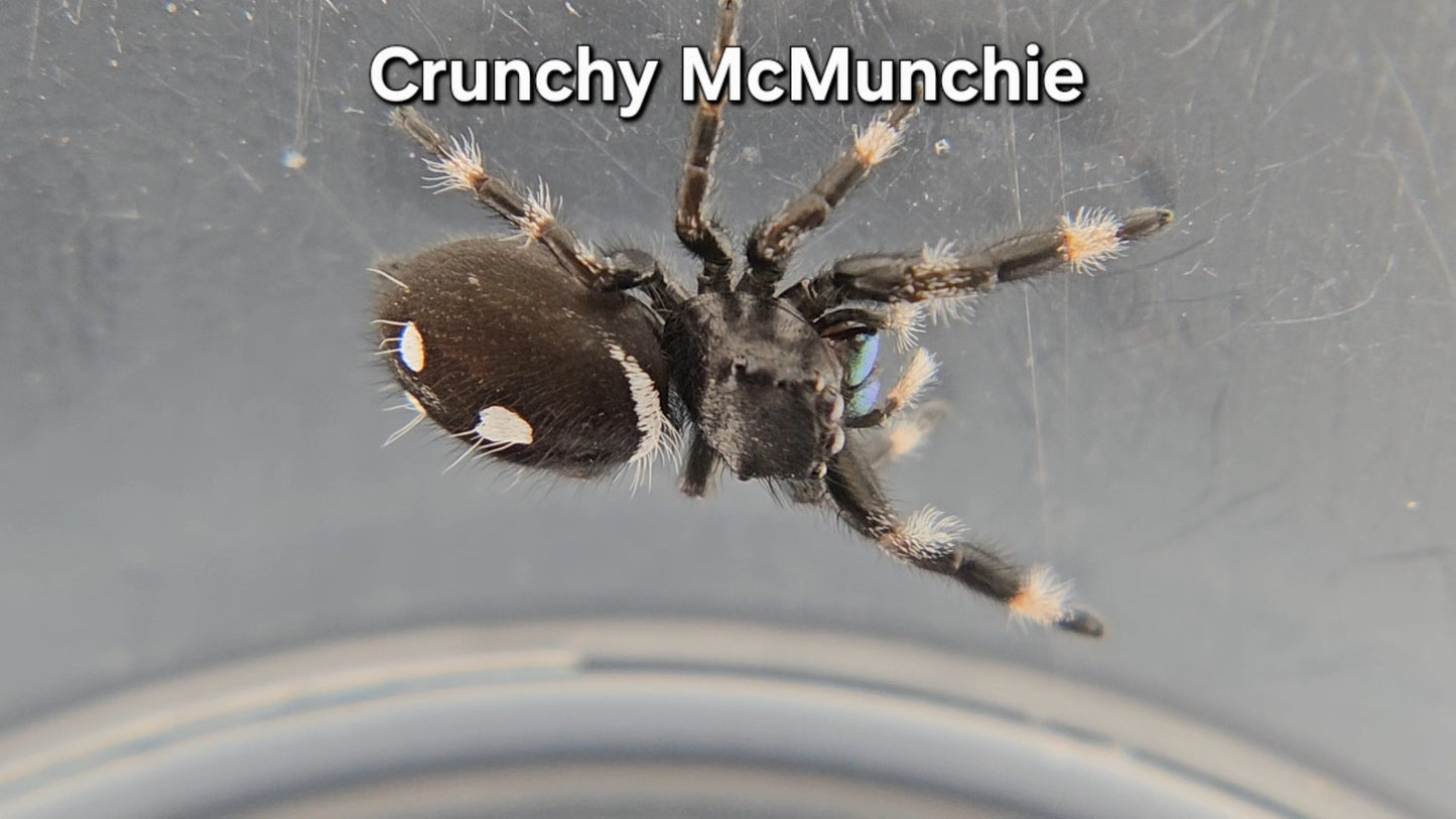 Crunchy McMunchie - Male Regal