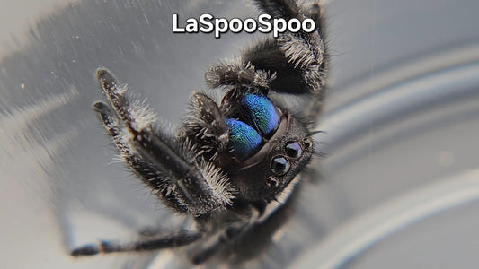 LaSpooSpoo - Male Regal