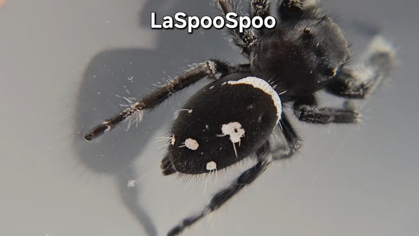 LaSpooSpoo - Male Regal