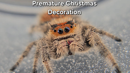 Premature Christmas Decoration - Female Regal