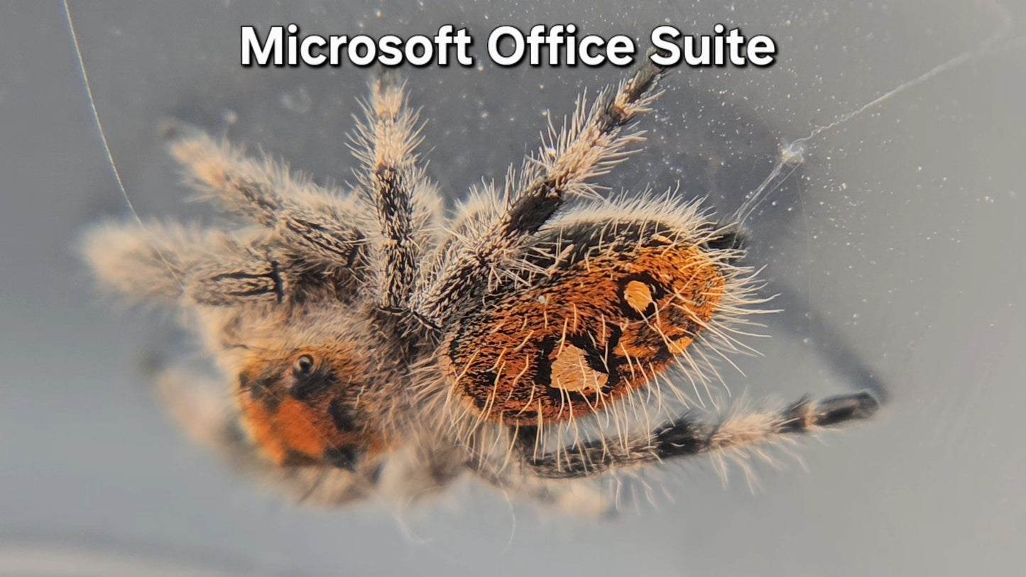 Microsoft Office Suite - Female Regal