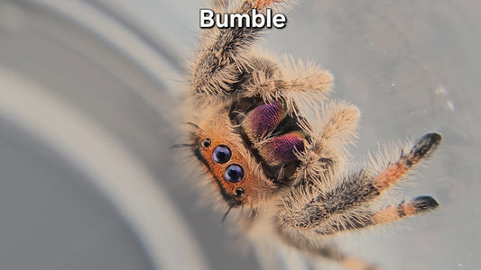 Bumble - Female Regal
