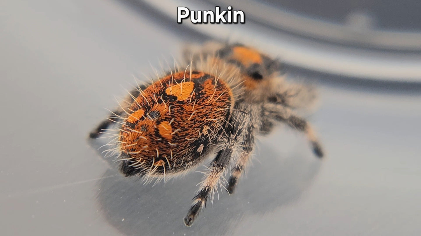 Punkin - Female Regal