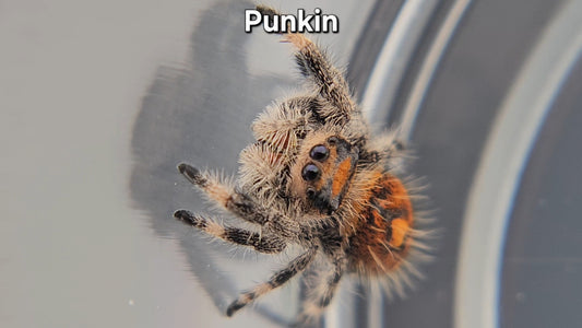 Punkin - Female Regal