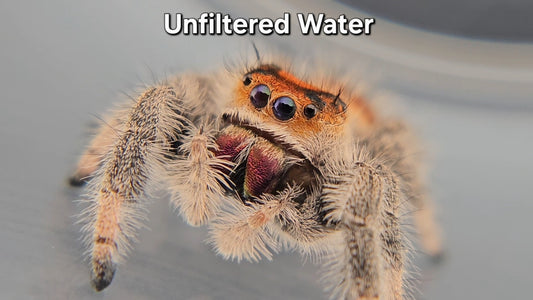 Unfiltered Water - Female Regal