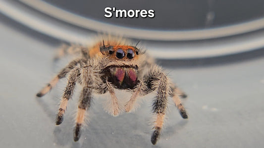 S'mores - Female Regal