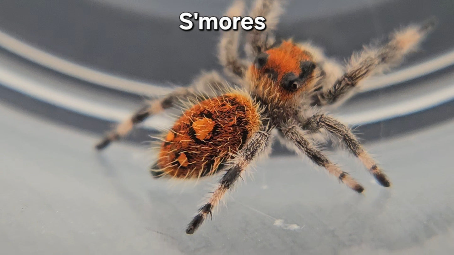 S'mores - Female Regal