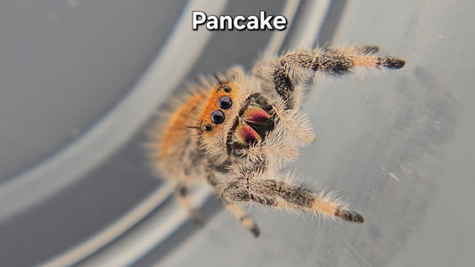 Pancake - Female Regal