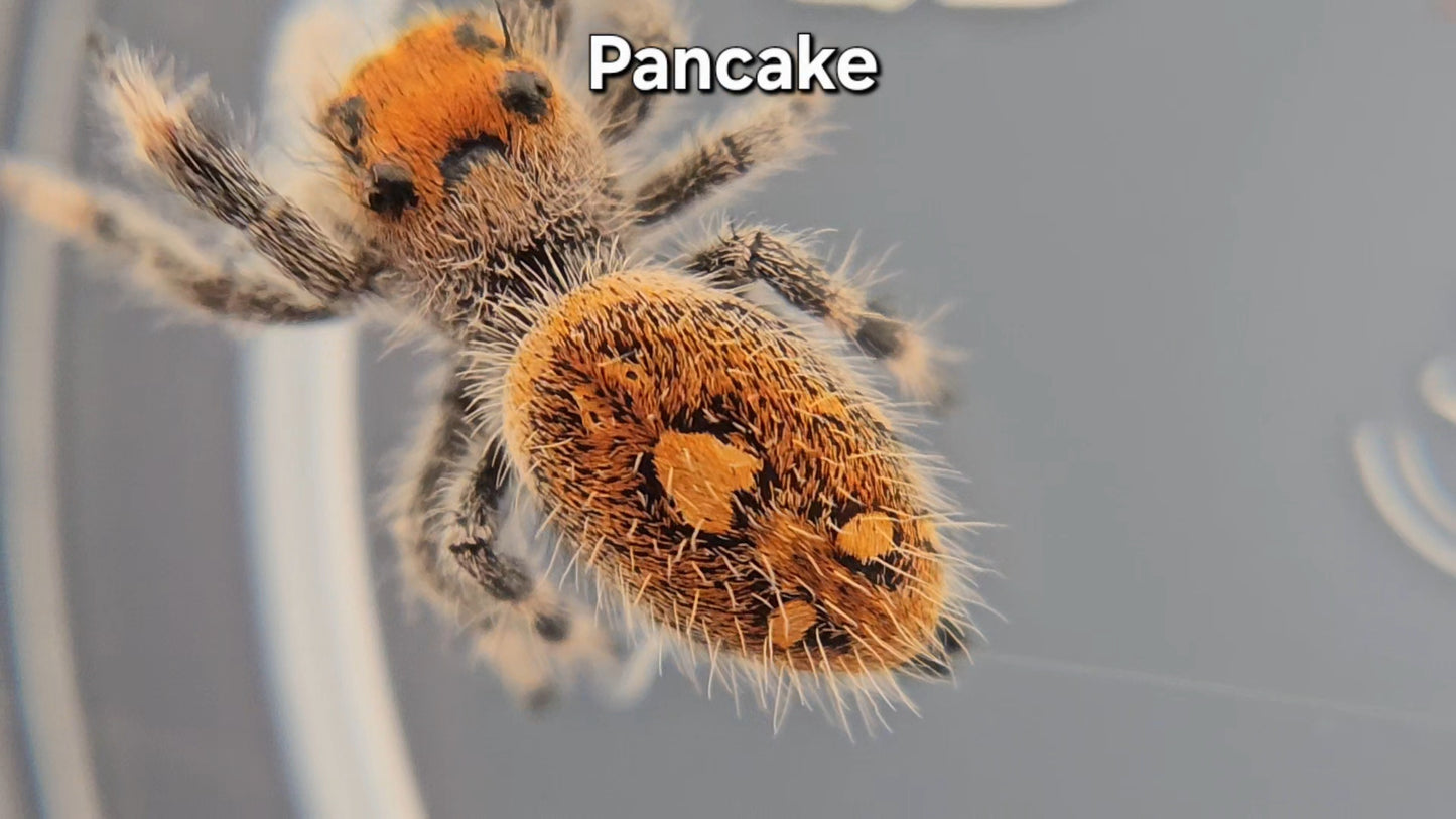 Pancake - Female Regal