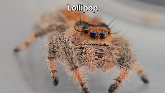 Lollipop - Female Regal