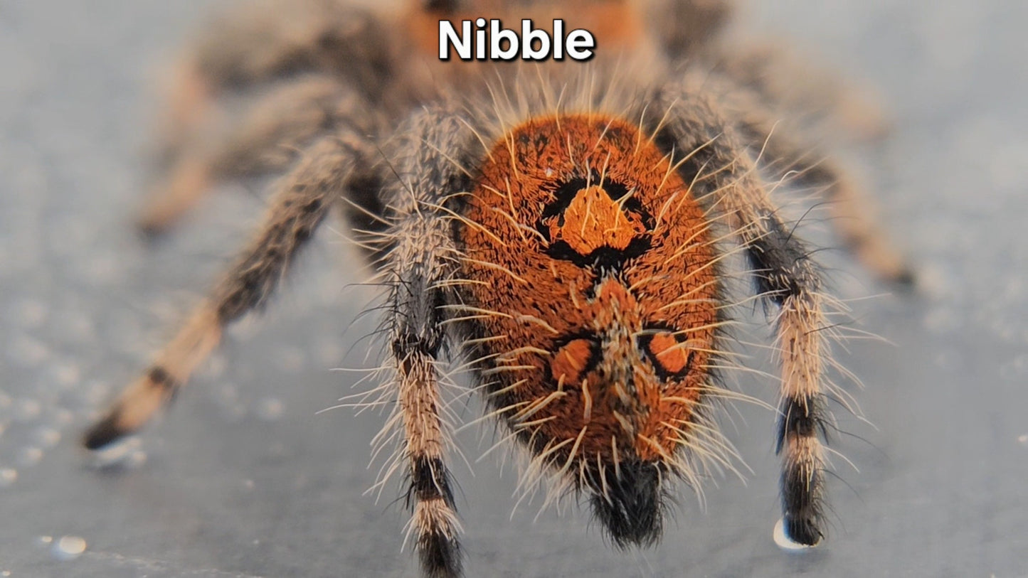 Nibble - Female Regal