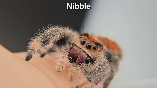 Nibble - Female Regal