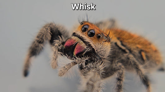 Whisk - Female Regal