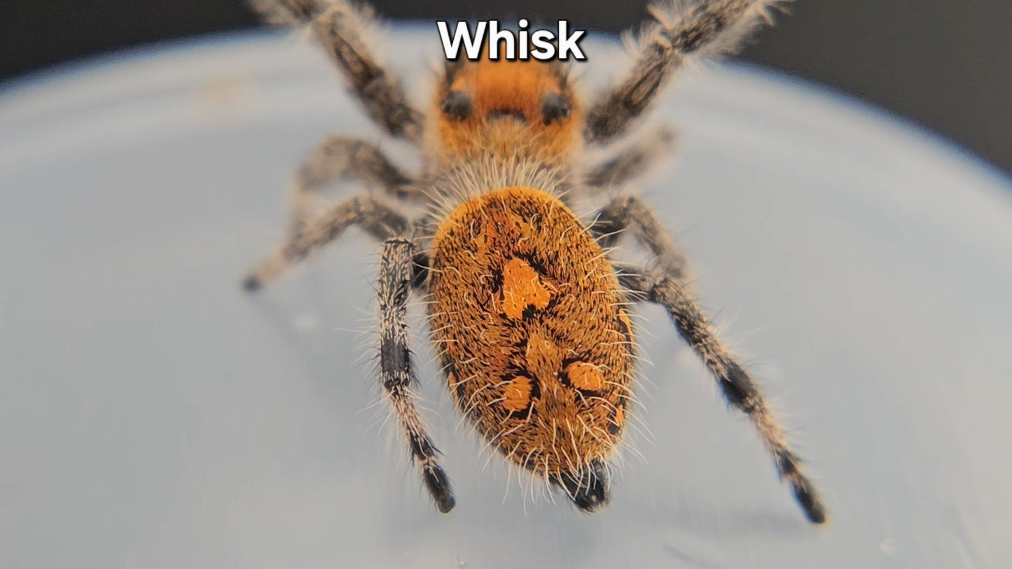 Whisk - Female Regal