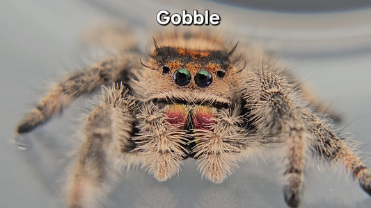 Gobble - Female Regal