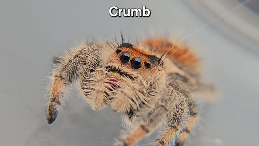Crumb - Female Regal