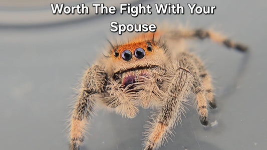 Worth The Fight With Your Spouse - Female Regal