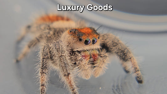 Luxury Goods - Female Regal