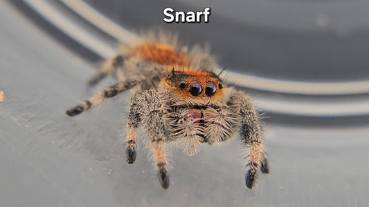 Snarf - Female Regal