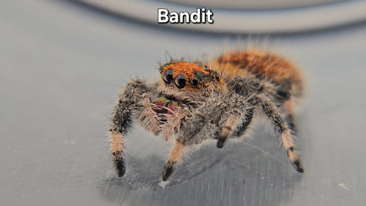 Bandit - Female Regal