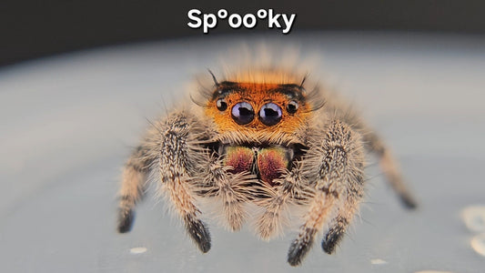 Sp°oo°ky - Female Regal